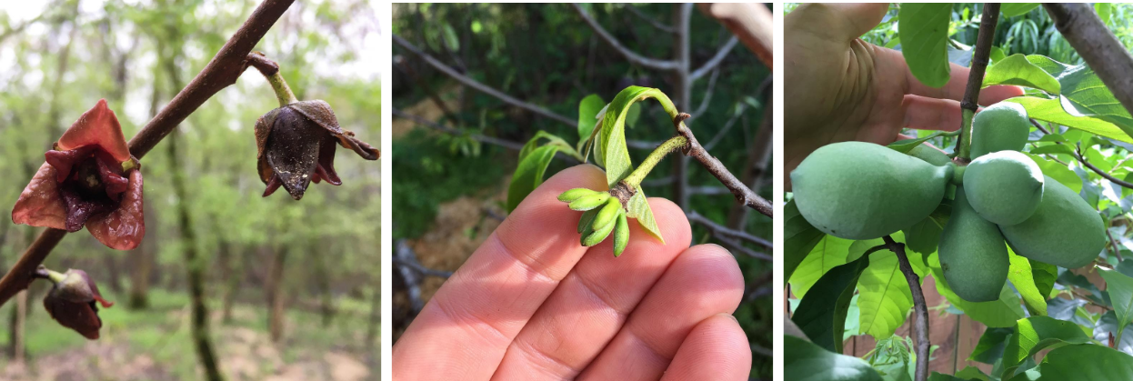 Pawpaw development by season in our area. Left: flowers form in March. Center: fruit set happens in April with each flower potentially producing a cluster of fruit. Right: a cluster of unripe but developing fruit in early June.