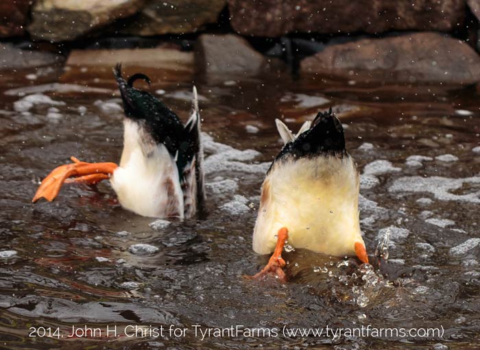 We have Welsh Harlequin ducks, a heritage breed that makes great pets and egg layers. They're bred from Mallards, which are