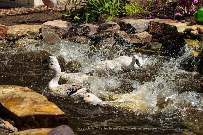 Happy ducks splashing and frolicking.