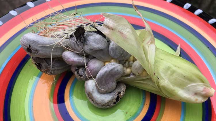 We accidentally grew Mexican truffles in our garden! Doesn't that sound better than