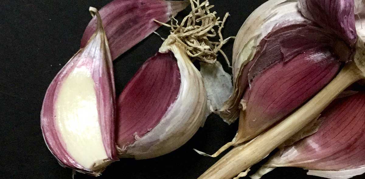A Love Story: Why and How to Grow Hardneck Garlic thumbnail