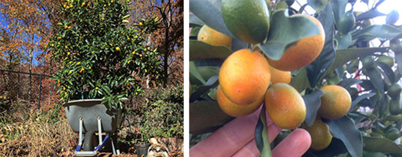 how to grow citrus in pots: Kumquat