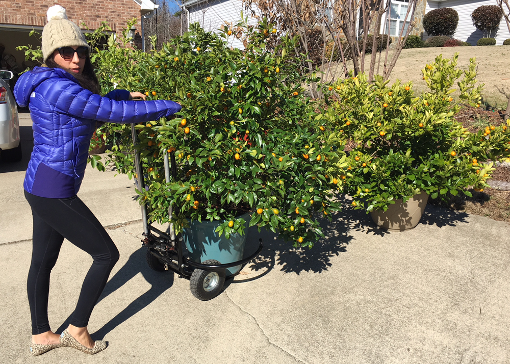The Tyrant moving demonstrating how easy it is to move large potted citrus trees. -Tyrant Farms pot moving device