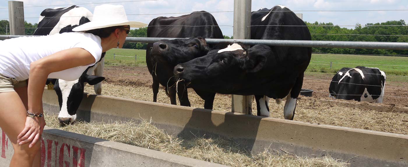 the tyrant and a cow at Happy Cow Creamery